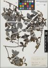 Foto von Salix glabra Scop.